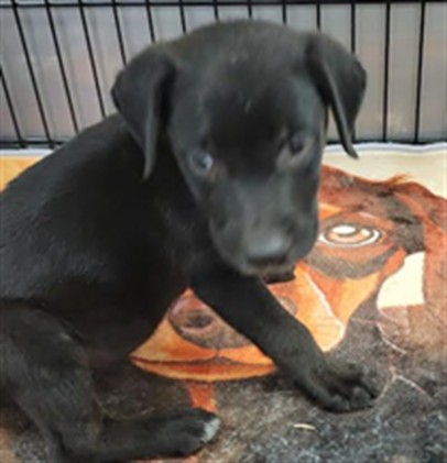 Shelter Stray Male Dog last seen , 14409 Vanowen St, Van Nuys, CA 91405, USA