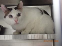 Shelter Stray Male Cat last seen ST PETERS, 4850 Mid Rivers Mall Dr, St Peters, MO 63376, USA