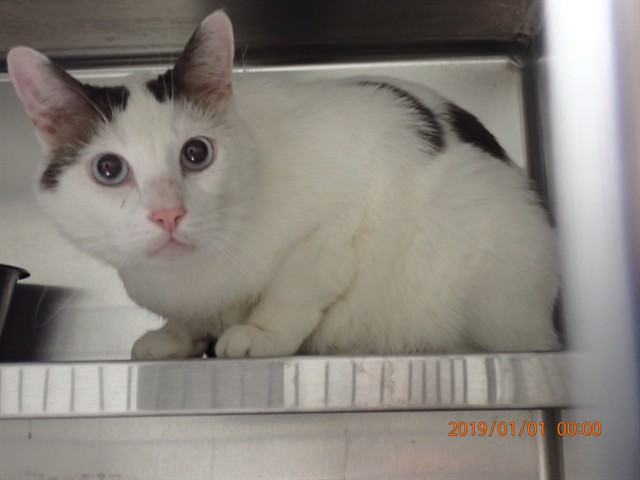 Shelter Stray Male Cat last seen ST PETERS, 4850 Mid Rivers Mall Dr, St Peters, MO 63376, USA