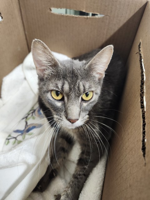 Shelter Stray Female Cat last seen Near BLOCK MOROSS RD, DETROIT MI 48224, 7401 Chrysler Dr, Detroit, MI 48211, USA