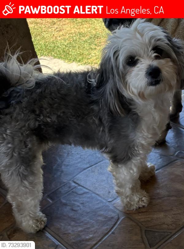 Lost Female Dog last seen South central, Los Angeles, CA 90011
