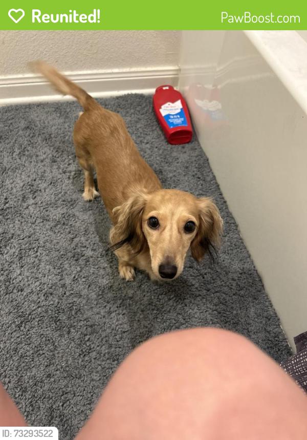 Reunited Female Dog last seen Sunmeadow Drive, Dallas, TX 75252