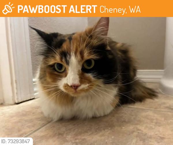 Found/Stray Unknown Cat last seen Cheney, Cheney, WA 99004