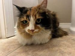 Found/Stray Unknown Cat last seen Cheney, Cheney, WA 99004