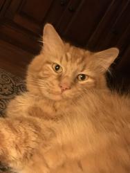 Lost Male Cat last seen Near Sidney Crest ave, Charlotte, NC 28213