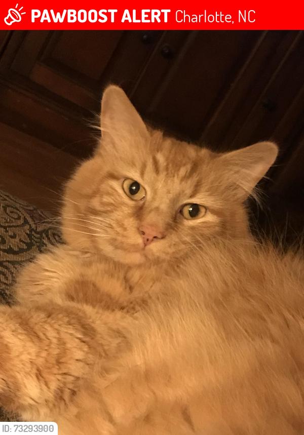 Lost Male Cat last seen Near Sidney Crest ave, Charlotte, NC 28213