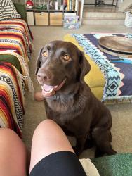 Reunited Female Dog last seen Near Villa Ct, Highland, CA 92346, USA, Highland, CA 92346