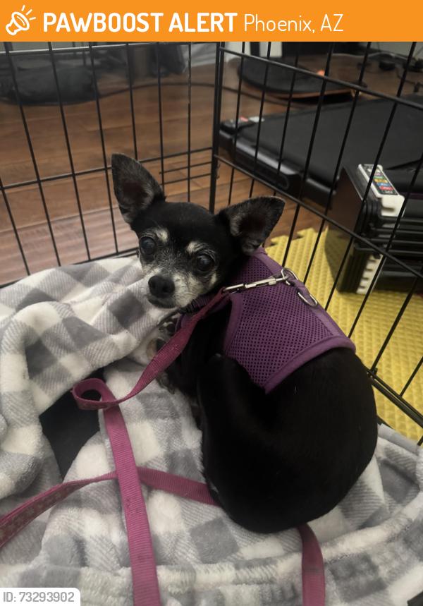 Found/Stray Female Dog last seen 12th street /Peoria, Phoenix, AZ 85020