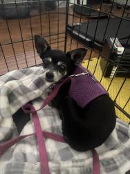 Found/Stray Female Dog last seen 12th street /Peoria, Phoenix, AZ 85020