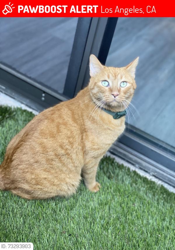 Lost Male Cat last seen Imperial Hwy, woodruff, Los Angeles, CA 90001