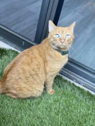 Lost Male Cat last seen Imperial Hwy, woodruff, Los Angeles, CA 90001