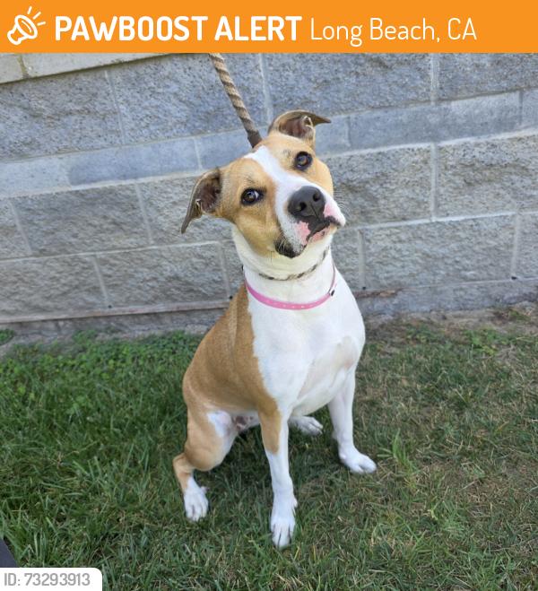 Found/Stray Female Dog last seen Near Redondo Ave, Long Beach, CA 90804, Long Beach, CA 90804