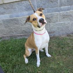 Found/Stray Female Dog last seen Near Redondo Ave, Long Beach, CA 90804, Long Beach, CA 90804