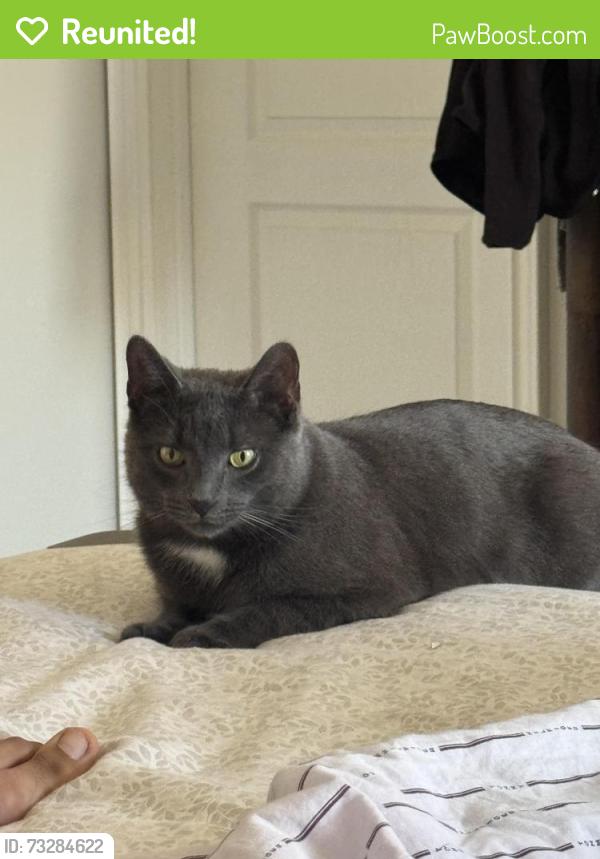 Reunited Male Cat last seen lorenville and credit view road, Brampton, ON L6Z 0E6