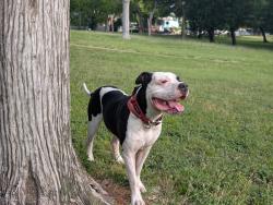 Reunited Male Dog last seen Guthrie & Orial, Dallas, TX 75224