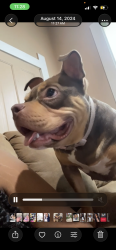 Reunited Female Dog last seen 59th Georgetown, Indianapolis, IN 46254