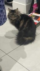 Lost Male Cat last seen Lyonsdown Road, New Barnet, England EN5 1JT