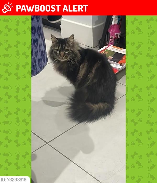 Lost Male Cat last seen Lyonsdown Road, New Barnet, England EN5 1JT