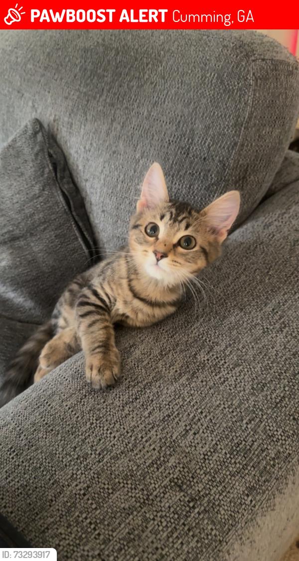 Lost Female Cat last seen Franklin Goldmine and Heardsville Road, Cumming, GA 30028
