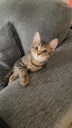 Lost Female Cat last seen Franklin Goldmine and Heardsville Road, Cumming, GA 30028