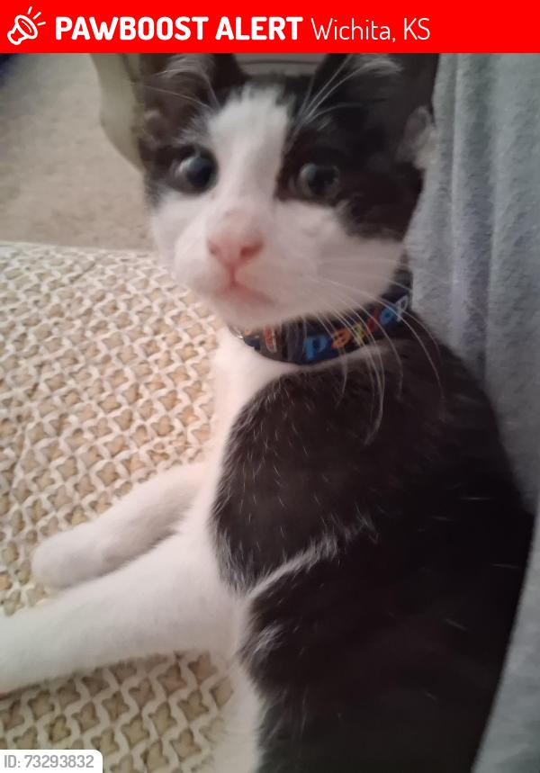 Lost Female Cat last seen Zimmerly and Governor, Wichita, KS 67207