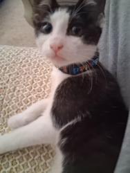 Lost Female Cat last seen Zimmerly and Governor, Wichita, KS 67207