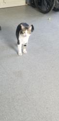 Found/Stray Unknown Cat last seen Pacifica Avenue and R-8, Palmdale, CA 93552