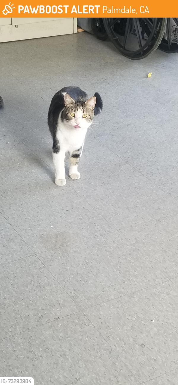 Found/Stray Unknown Cat last seen Pacifica Avenue and R-8, Palmdale, CA 93552