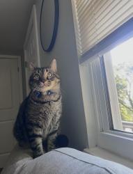 Reunited Male Cat last seen Near Allen Dr, Kingsport, TN 37660