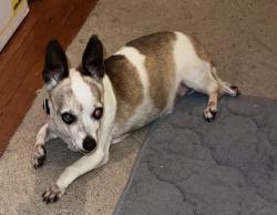 Found/Stray Female Dog last seen at park about 45’ from grand ave at lee st, Oakland, CA 94610