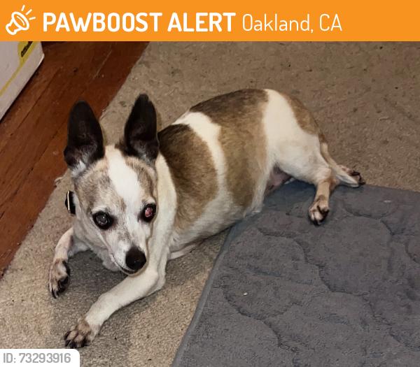 Found/Stray Female Dog last seen at park about 45’ from grand ave at lee st, Oakland, CA 94610