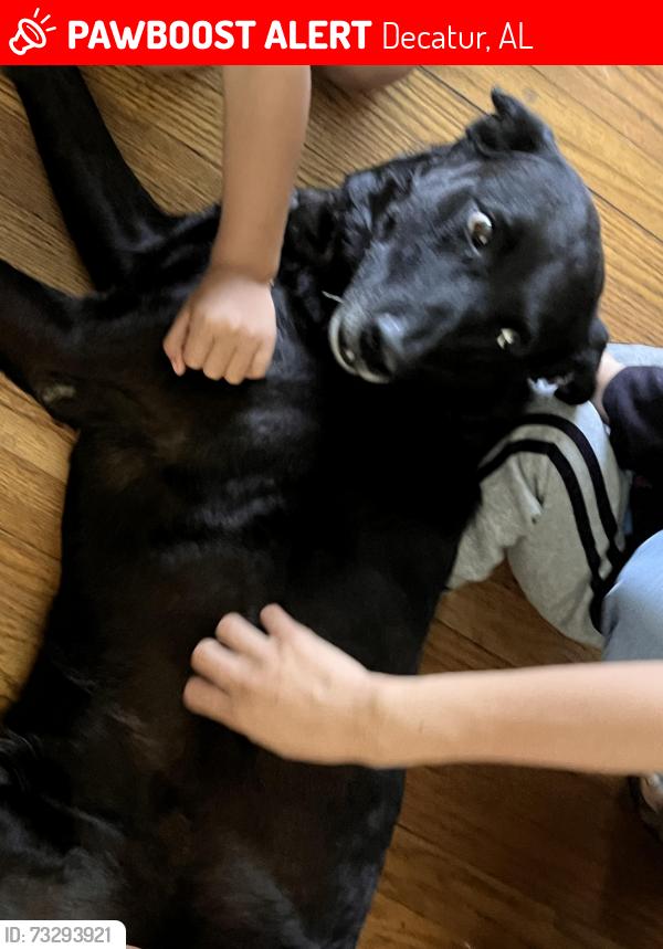Found/Stray Male Dog last seen Delano park / Decatur high area, Decatur, AL 35601
