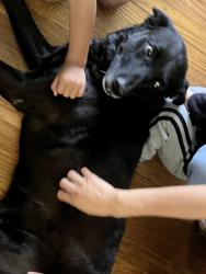 Found/Stray Male Dog last seen Delano park / Decatur high area, Decatur, AL 35601