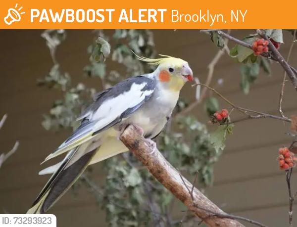 Found/Stray Male Bird last seen Thomas Greene Playground, Brooklyn, NY 11217
