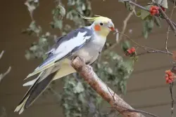 Found/Stray Male Bird last seen Thomas Greene Playground, Brooklyn, NY 11217