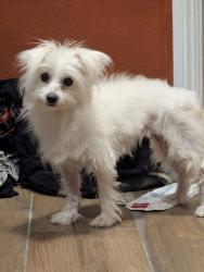 Found/Stray Female Dog last seen Manufactured home community, Las Vegas, NV 89101