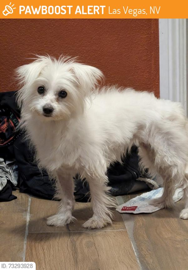 Found/Stray Female Dog last seen Manufactured home community, Las Vegas, NV 89101