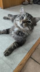 Lost Male Cat last seen Av. Brabant et Bd Gaétan-Boucher, Longueuil, QC J3Y 2P3