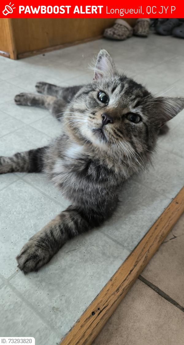 Lost Male Cat last seen Av. Brabant et Bd Gaétan-Boucher, Longueuil, QC J3Y 2P3