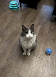 Lost Female Cat last seen Near Ladson Rd, Ladson, SC 29456