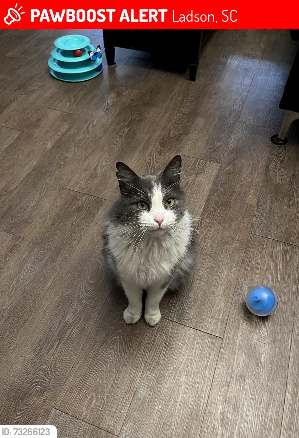 Lost Female Cat last seen Near Ladson Rd, Ladson, SC 29456