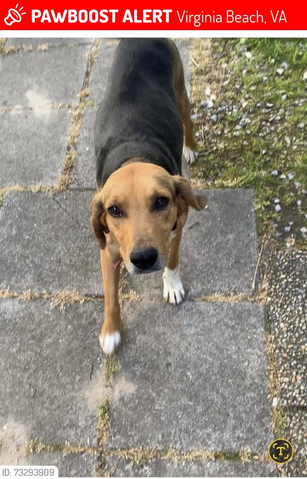 Lost Female Dog last seen Birdneck Rd. Virginia Beach, Virginia Beach, VA 23451