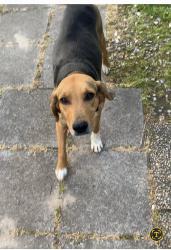Lost Female Dog last seen Birdneck Rd. Virginia Beach, Virginia Beach, VA 23451