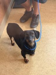 Shelter Stray Female Dog last seen Parkerville Rd + Cockrell Hill Rd, Desoto, TX, 1150 E Pleasant Run Rd, Cedar Hill, TX 75104, USA