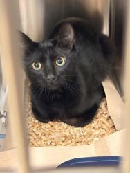 Shelter Stray Male Cat last seen Wintergreen Rd + Hampton Rd, Desoto, TX, 1150 E Pleasant Run Rd, Cedar Hill, TX 75104, USA
