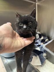Shelter Stray Unknown Cat last seen Near 26th st, Oakland, CA, 1101 29th Ave, Oakland, CA 94601, USA