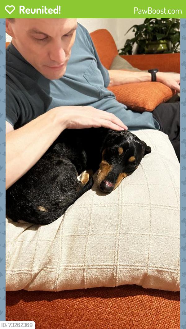 Reunited Male Dog last seen 35th ave sw and Andover, Seattle, WA 98126