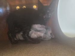 Shelter Stray Female Cat last seen Cambridge, 75150, TX, 1650 Gross Rd, Mesquite, TX 75149, USA