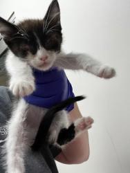 Shelter Stray Female Cat last seen Near POWER INN RD, Sacramento County, CA, 6201 Florin Perkins Rd, Sacramento, CA 95828, USA