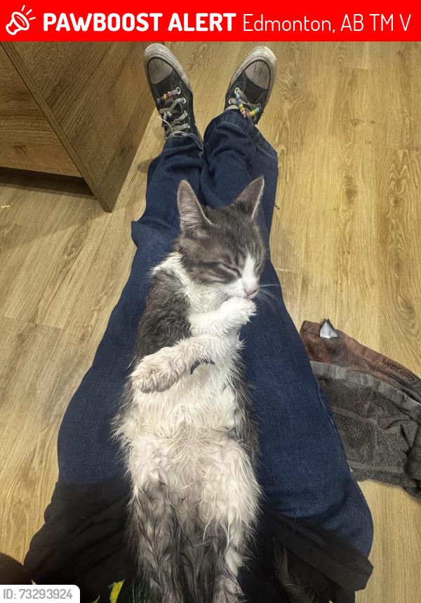 Lost Female Cat last seen Near inglewood school, Edmonton, AB T5M 0V4